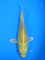  　山吹黄金　9cm 　