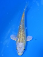  　プラチナ丹頂ダイヤ銀鱗 黄金　9cm 　