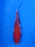 　紅白　8cm　