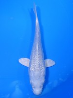  　ダイヤ銀鱗プラチナ　18cm 　