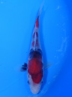  　昭和三色　16cm 　