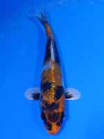  　金昭和　15cm　 