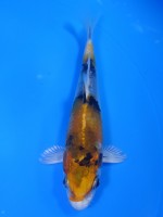  　金昭和　14cm　 
