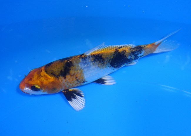 錦屋養鯉場 　金昭和　15cm　 錦鯉販売　通信販売　錦屋養鯉場