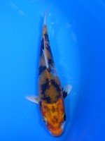 　金昭和　15cm　 