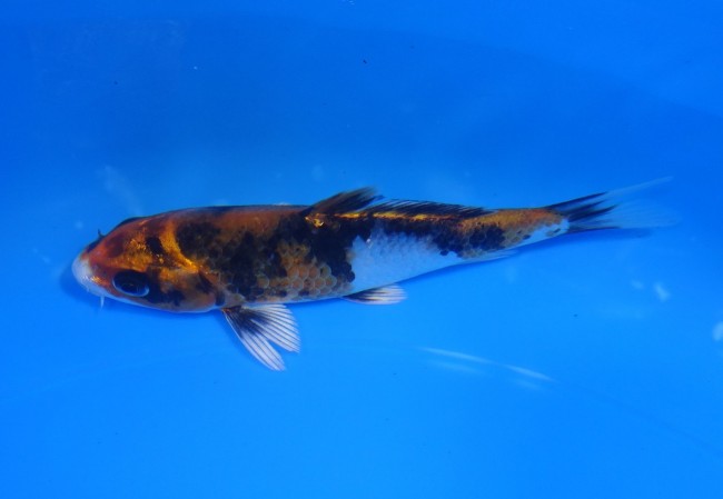 錦屋養鯉場 　金昭和　13cm　 錦鯉販売　通信販売　錦屋養鯉場