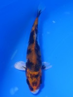  　金昭和　13cm　
