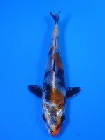 　金昭和　13cm　 