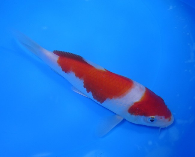 錦屋養鯉場　紅白　16cm　錦鯉販売　通信販売　錦鯉養鯉場