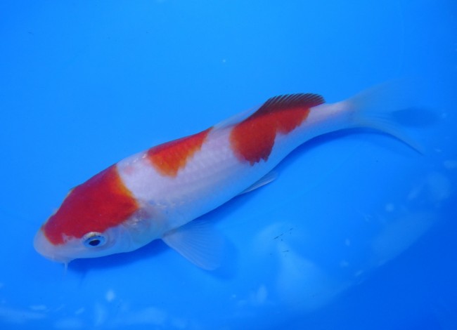 錦屋養鯉場　紅白　16cm　錦鯉販売　通信販売　錦鯉養鯉場