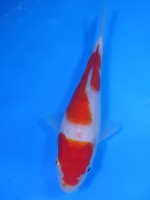 　紅白　16cm　