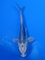  　ドイツ銀兜　12cm 　
