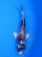  　金昭和　12cm　 