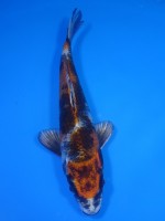  　三段 金昭和　17cm　 