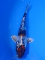  　金昭和　14cm　 