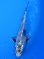 　  銀白写り　12cm　