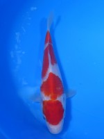 　丸天 四段 紅白　20cm　