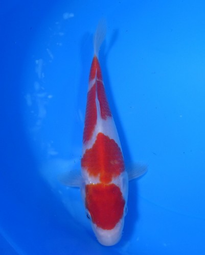 紅白　20cm