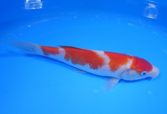 錦屋養鯉場　紅白　20cm　錦鯉販売　通信販売　錦鯉養鯉場