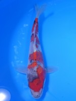  　五色三色（ごしきさんけ）21cm　