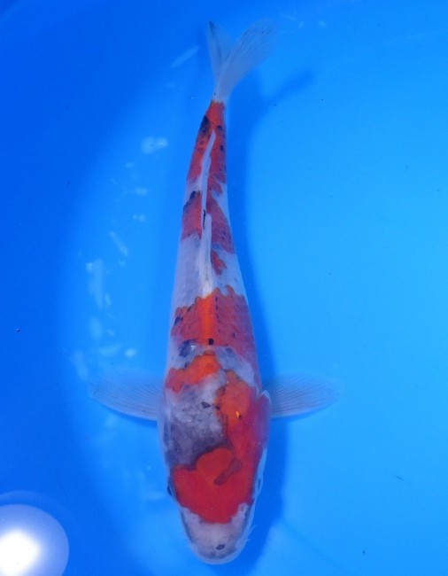 錦屋養鯉場 　五色三色（ごしきさんけ）21cm　錦鯉販売　通信販売　錦屋養鯉場
