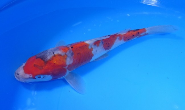 錦屋養鯉場 　五色三色（ごしきさんけ）21cm　錦鯉販売　通信販売　錦屋養鯉場