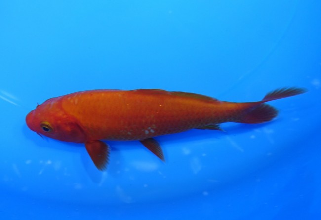 錦屋養鯉場　 紅鯉　13cm　錦鯉販売　通信販売　錦屋養鯉場
