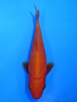 　 紅鯉　13cm　