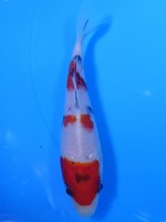 　 大正三色　13cm　