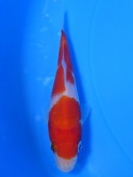 　紅白　11cm　