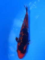 　 影 昭和三色　13cm　