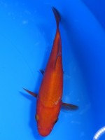　 紅鯉　13cm　