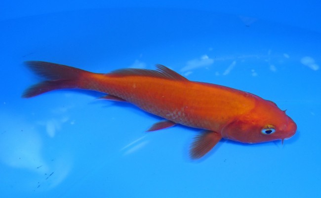 錦屋養鯉場　 紅鯉　13cm　錦鯉販売　通信販売　錦屋養鯉場