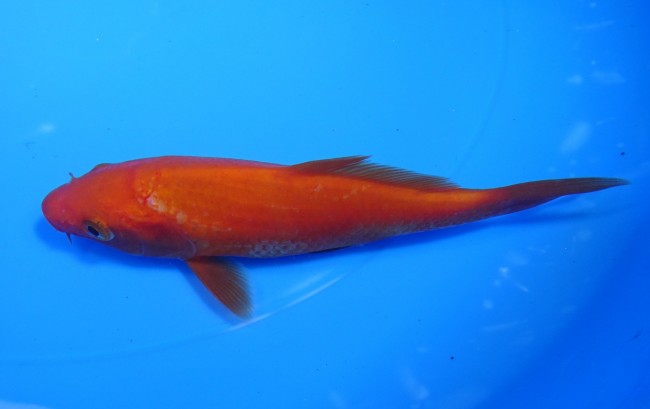 錦屋養鯉場　 紅鯉　13cm　錦鯉販売　通信販売　錦屋養鯉場