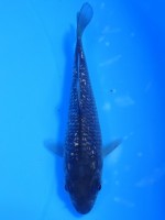 　 流れ星　10cm　