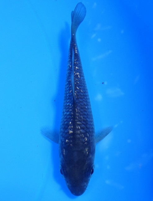 錦屋養鯉場　 流れ星　10cm　錦鯉販売　通信販売　錦屋養鯉場