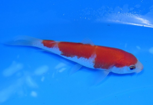 錦屋養鯉場　紅白　9cm　錦鯉販売　通信販売　錦鯉養鯉場