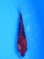 　 影 昭和三色　10cm　