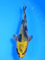  　トラ黄金　13cm    