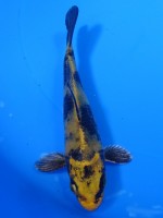  　トラ黄金　13cm    