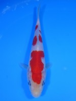 　さやわか紅白　17cm　
