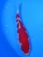 　紅白　18cm　