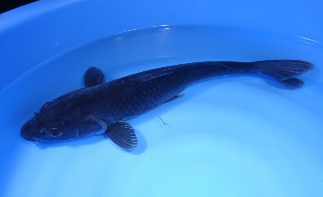 錦屋養鯉場 　黒真鯉　43cm　 錦鯉販売　通信販売　錦屋養鯉場