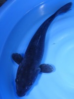 　黒真鯉　43cm　 