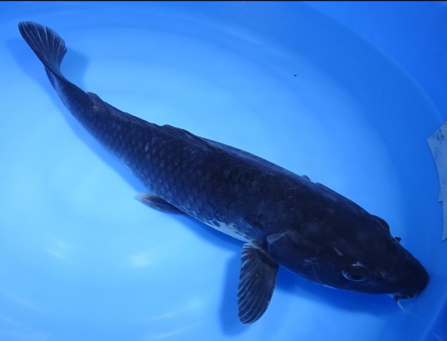 錦屋養鯉場 　黒真鯉　43cm　 錦鯉販売　通信販売　錦屋養鯉場