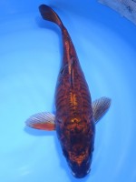 　大鱗チョコレート黄金 36cm　