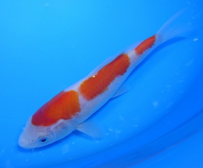 錦屋養鯉場　三段紅白　17cm　錦鯉販売　通信販売　錦鯉養鯉場