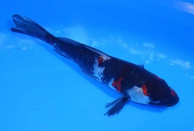 錦屋養鯉場 　ブラック昭和　15cm　 錦鯉販売　通信販売　錦屋養鯉場