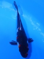  　ブラック昭和　15cm　 