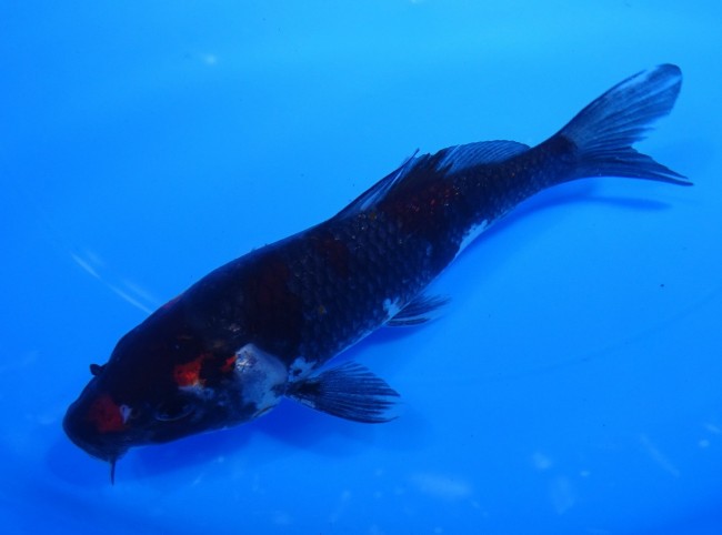 錦屋養鯉場 　ブラック昭和　15cm　 錦鯉販売　通信販売　錦屋養鯉場